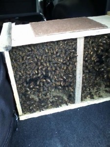 Bringing home the bees...
