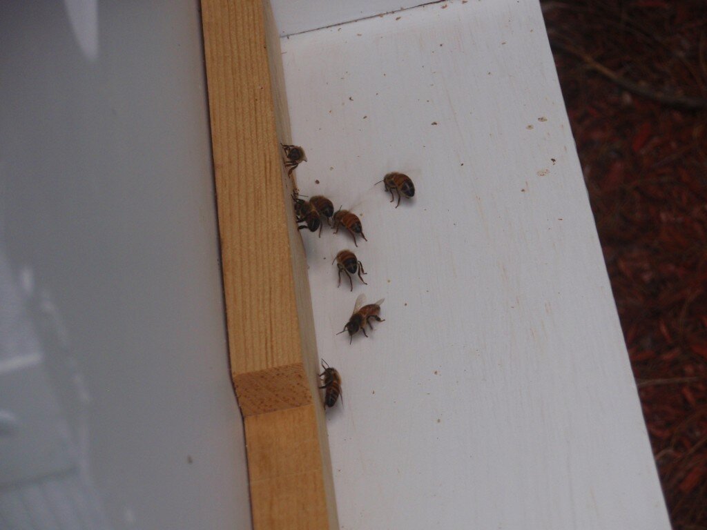 Scenting bees - I originally thought they were trying to cool off the hive, but they are releasing pheromones so young bees can find the hive again after a flight.