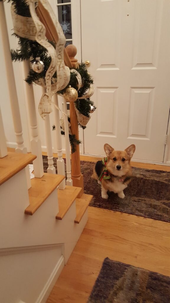 I'm such a pretty Christmas Corg!