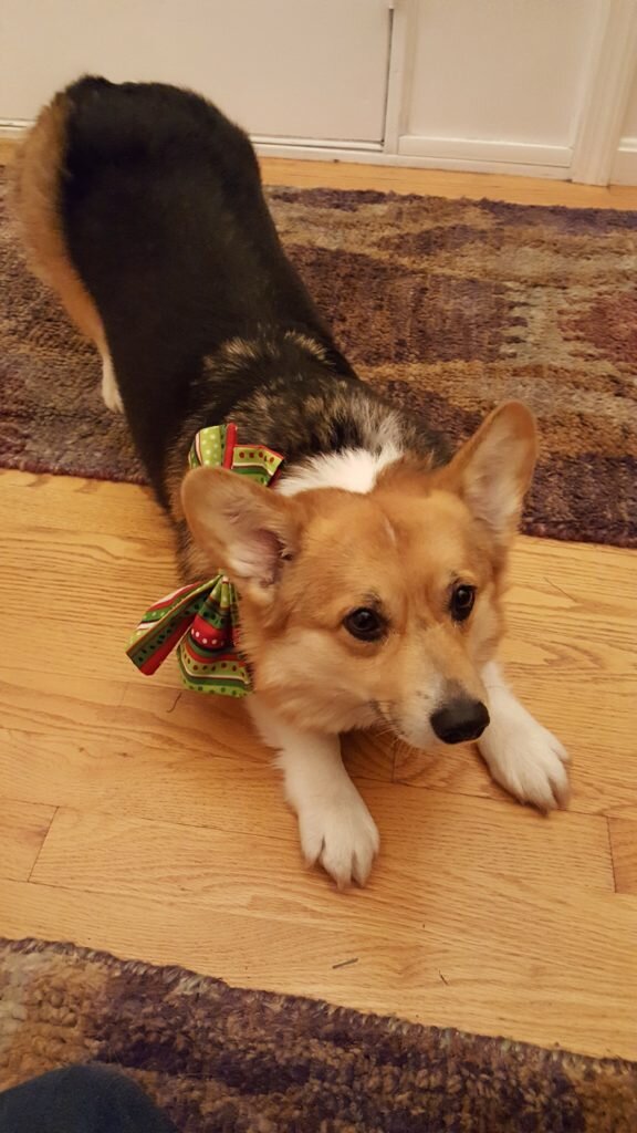I'll show off my downward dog skills, oh and this bow. 